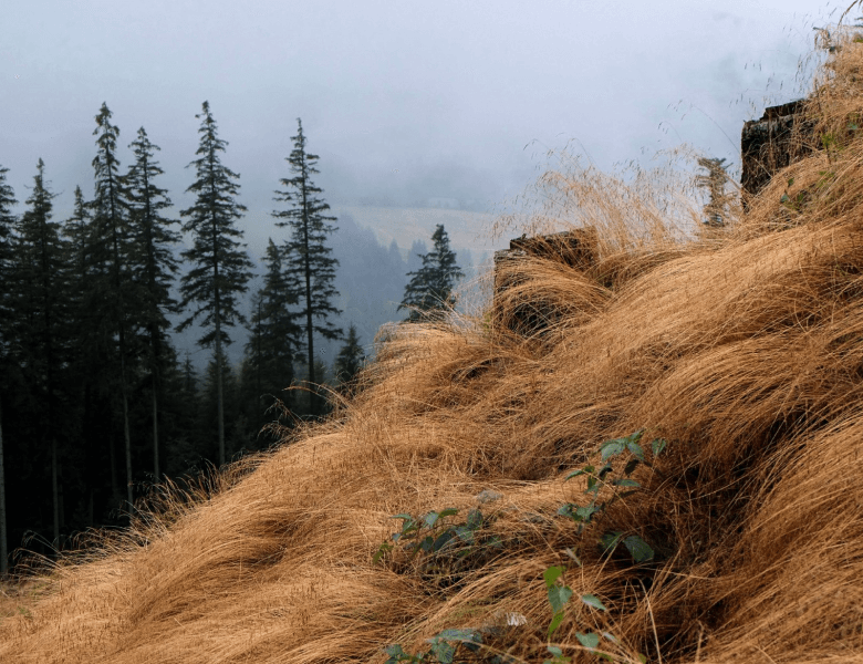 Niçin Kazdağları?